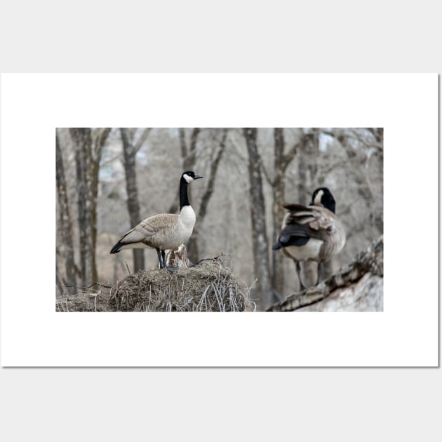 Canada Geese nesting Wall Art by CanadianWild418